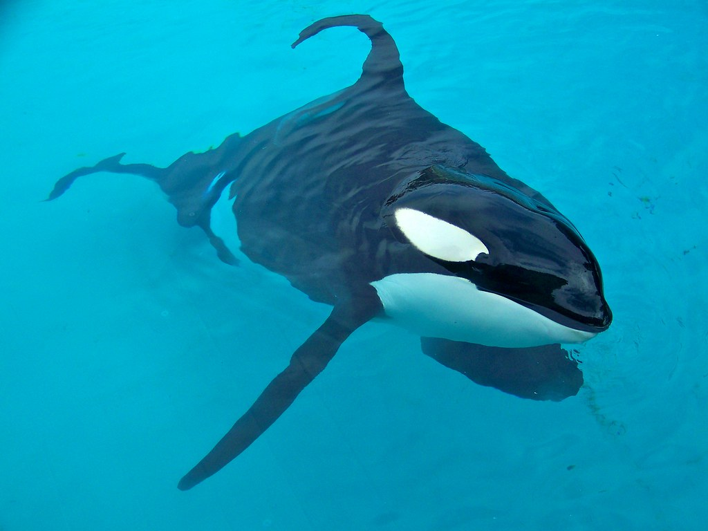Great White Shark Vs Orca