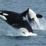 Falscher Killerwal gegen Killerwal