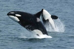 Falscher Killerwal gegen Killerwal
