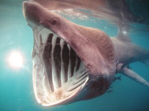 Tiburón peregrino contra megalodón