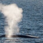 ¿Las ballenas aguantan la respiración?