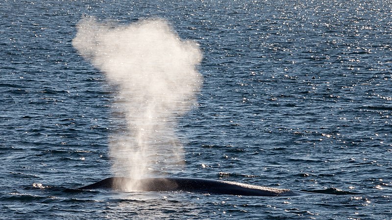 As baleias prendem a respiração