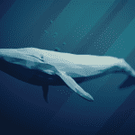 Μπλε ουρά φάλαινας