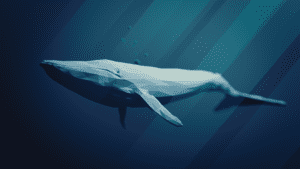 Cola de ballena azul