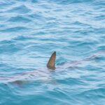 Płetwa piersiowa rekina