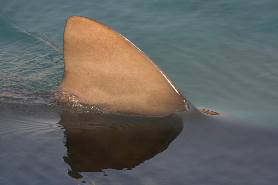 Shark Dorsal Fin