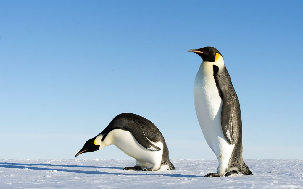 क्या व्हेल पेंगुइन खाती हैं