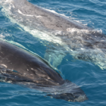 Quanto tempo as baleias vivem na natureza