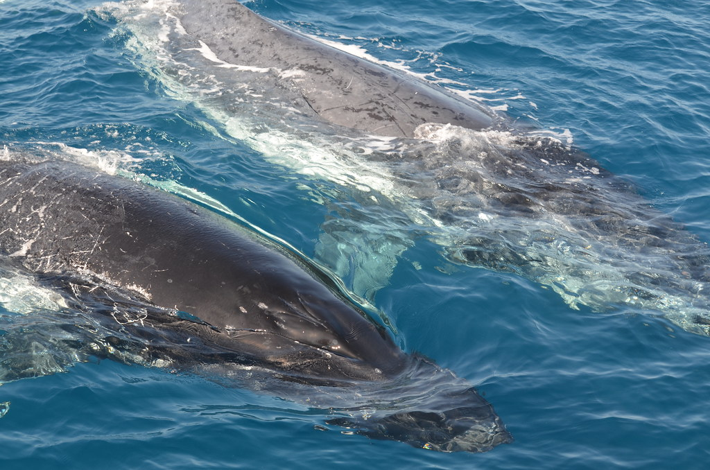 Cât timp trăiesc balenele în sălbăticie
