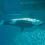 Sind Orcas gefährlich?