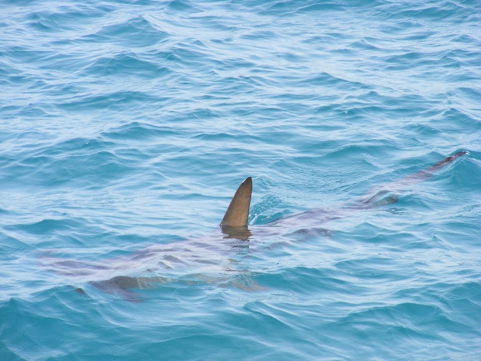 Shark Pectoral Fin