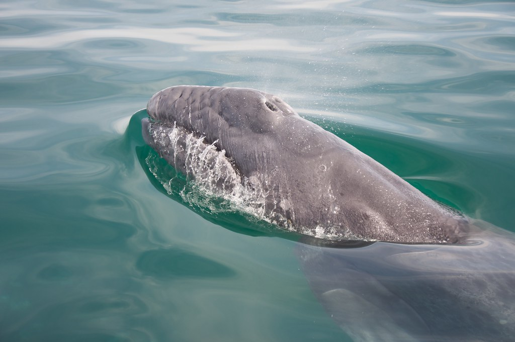Balena grigia contro balena blu