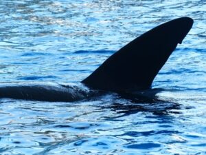 Płetwa grzbietowa wieloryba