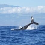 Опашка на гърбат кит