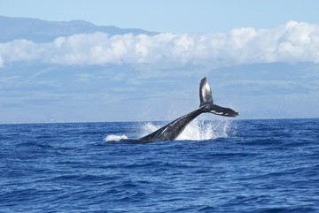 Опашка на гърбат кит