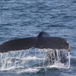Czy wieloryby mają ogony?