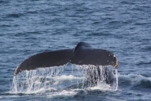 Czy wieloryby mają ogony?