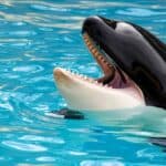 As baleias assassinas têm dentes