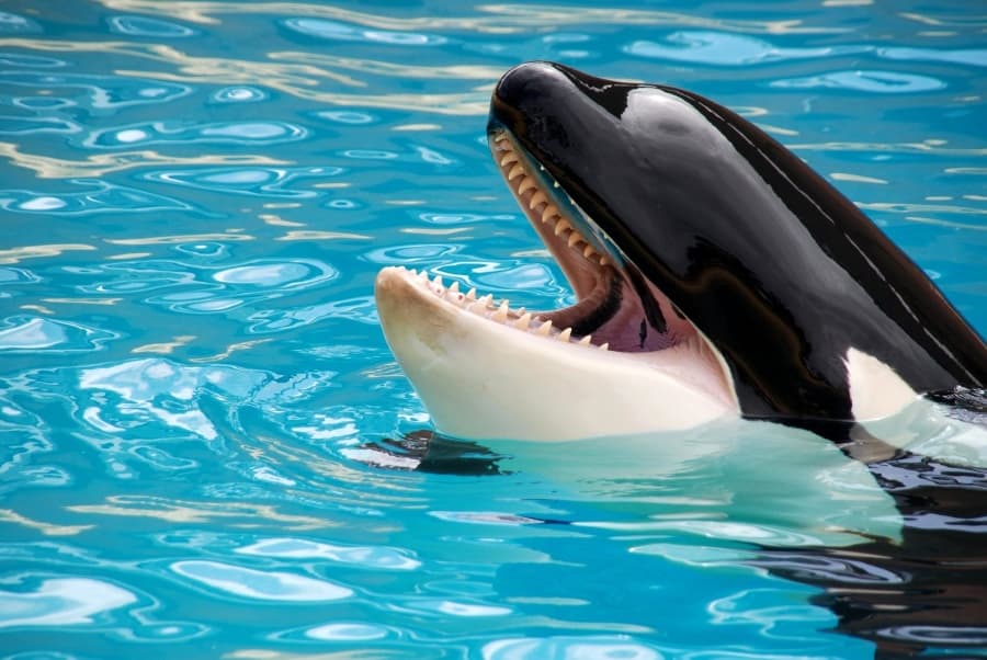 As baleias assassinas têm dentes