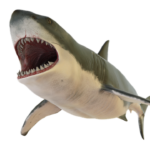 Ataques de tiburón toro