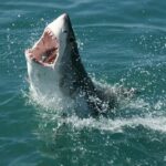Aanvallen van grote witte haaien