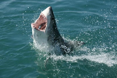 Атаки на голяма бяла акула