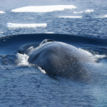 Blauwal gegen Megalodon