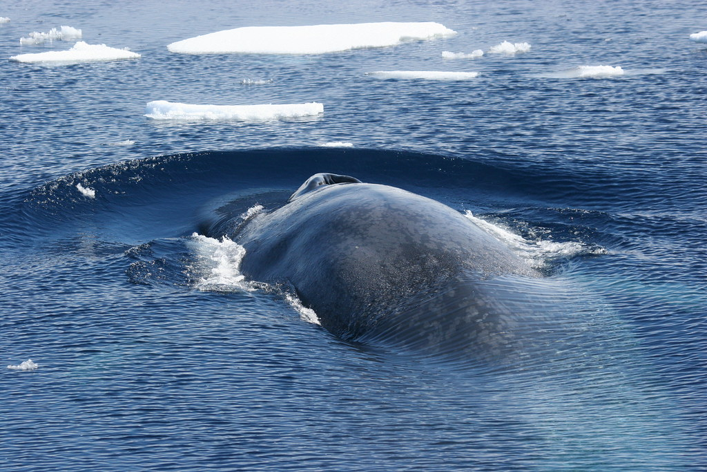Син кит срещу мегалодон
