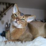Les chats abyssins perdent-ils