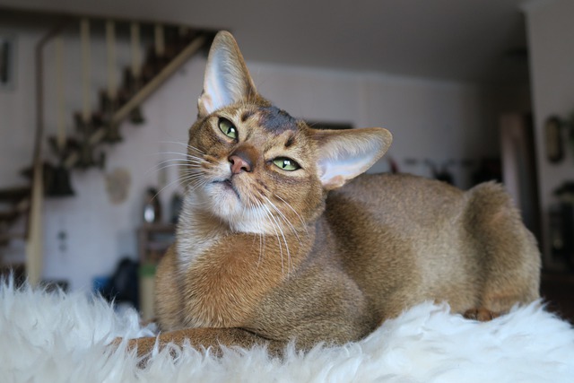 Les chats abyssins perdent-ils