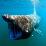 Атаки на гигантска акула
