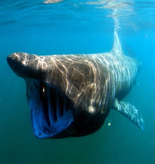 Riesenhai-Angriffe