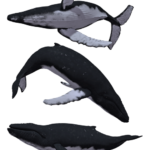 ¿Las ballenas jorobadas tienen dientes?