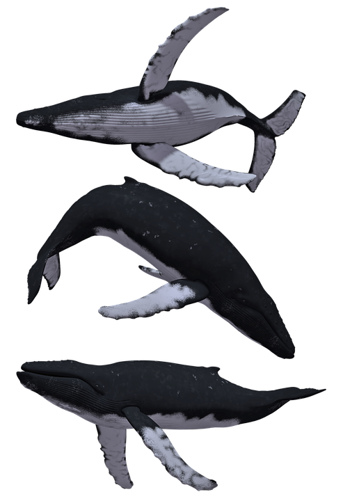 Имат ли зъби гърбатите китове