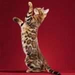 Are Bengal Cats Wild