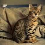 Добри домашни любимци ли са бенгалските котки