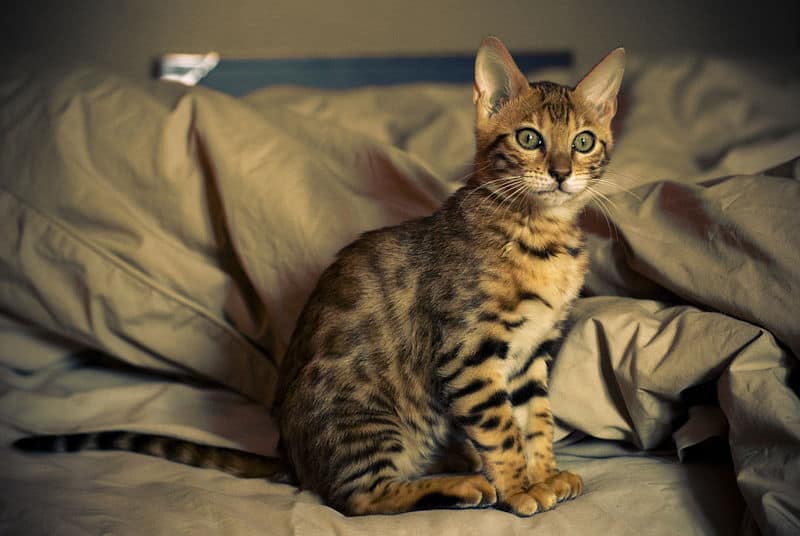 ¿Son los gatos de Bengala buenas mascotas?