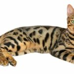 Bengal Cat Tail