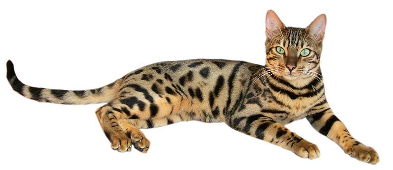 Coada de pisică Bengal
