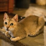 Do Abyssinian Cats Bite