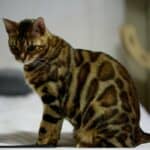 Are Bengal Cats Smart
