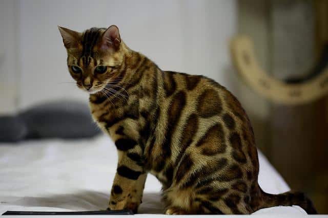 ¿Son inteligentes los gatos de Bengala?