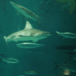 Os tubarões viajam em grupos