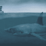 Megalodon versus orka