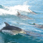 Os golfinhos bebem água