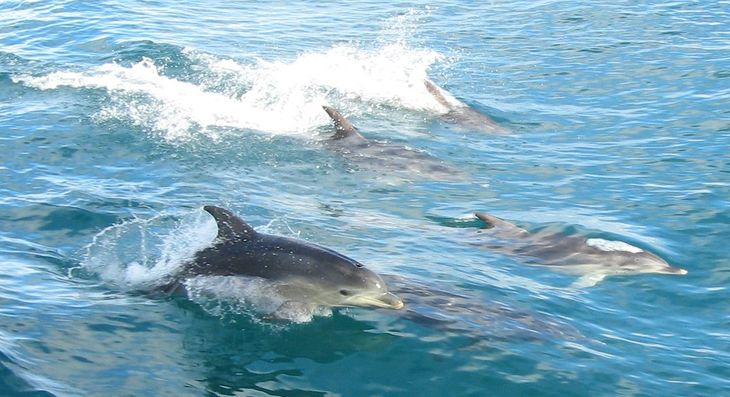 Delfinii beau apă
