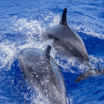 Delfinii mănâncă pește