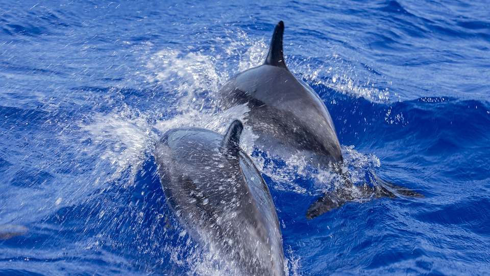 Fressen delfine fisch