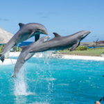 Eten dolfijnen zeehonden