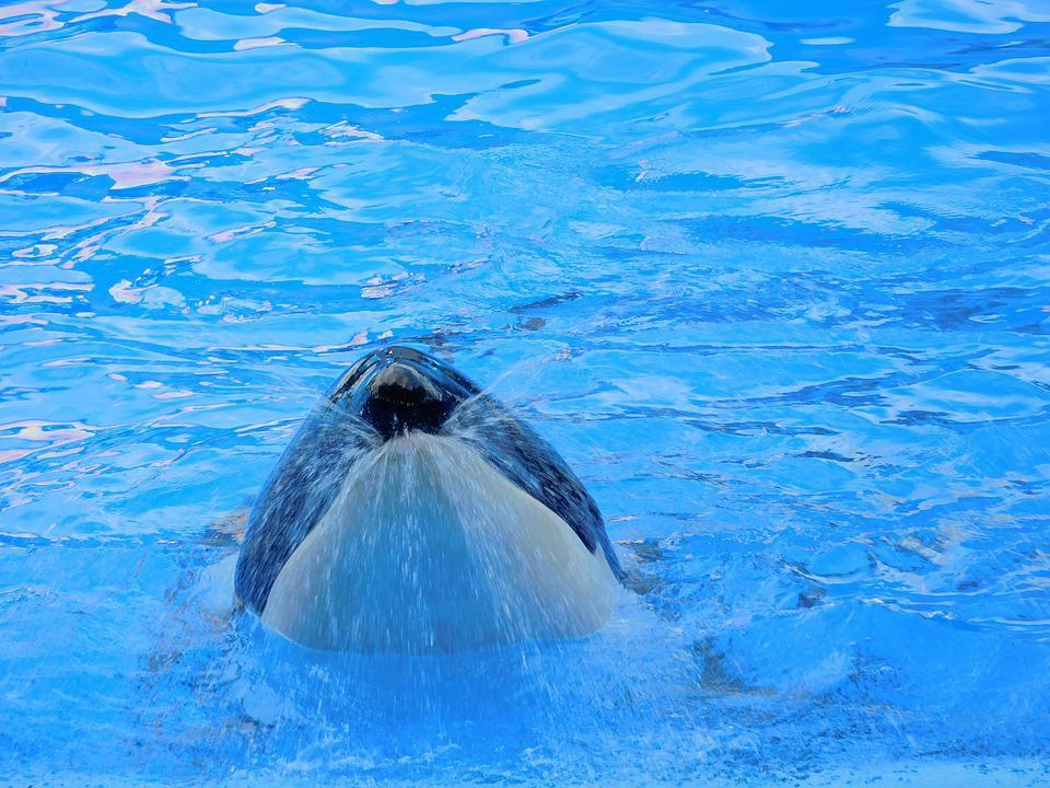 Balenele ucigașe vs Balenele cu cocoașă
